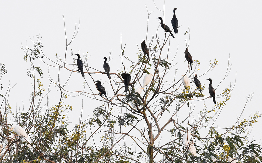 Birds in campus