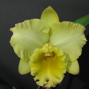 Rlc. Golden Canefields 'Aranbeem'