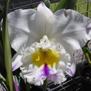 Rlc. Dal's Passion 'Surfer Girl'